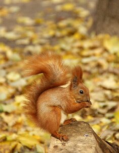 Autumn fauna animals