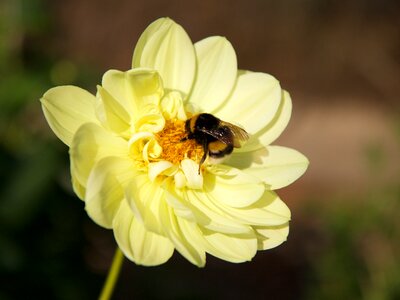 Plant flower yellow