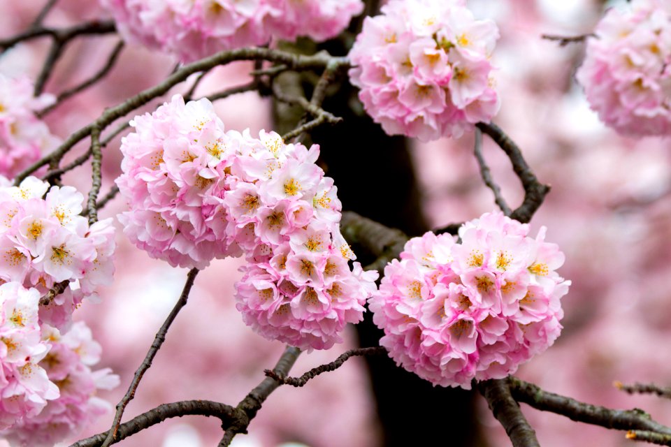 CherryBlossomDC2019-32.jpg