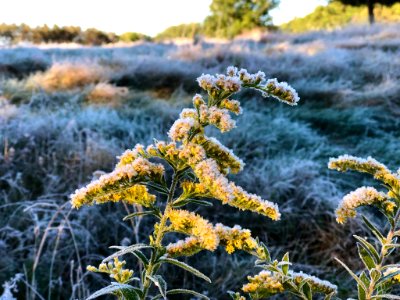 Frosty field of goldenroad at Moosehorn National Wildlife Refuge photo