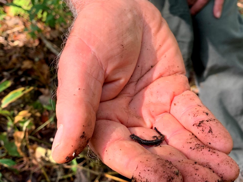 Young salamander