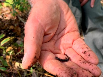 Young salamander