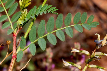 Astragalus lentiginosus var. wilsonii