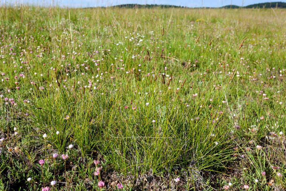 <i>Carex oreocharis</i>