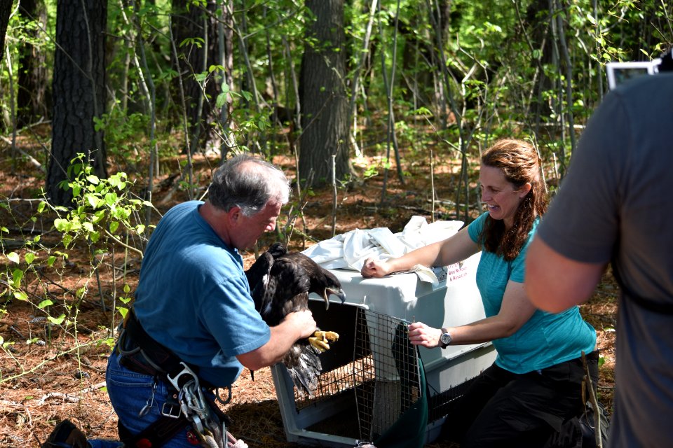 Staff releasing juvenile bald eagle at Eastern Neck National Wildlife Refuge 04-17