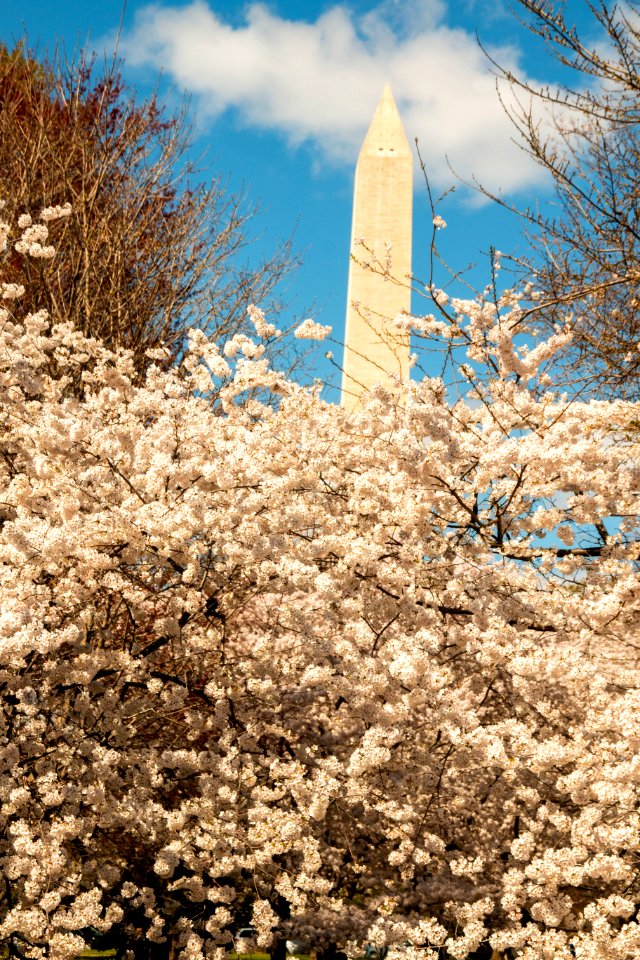 CherryBlossomDC2019-830.jpg