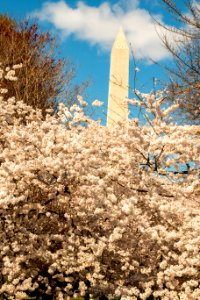 CherryBlossomDC2019-830.jpg