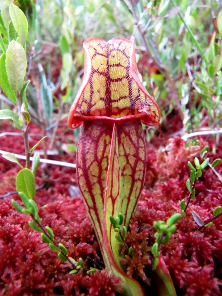 Photo of the Week – Purple Pitcher Plant (VT)