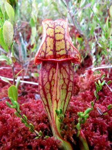 Photo of the Week – Purple Pitcher Plant (VT) photo
