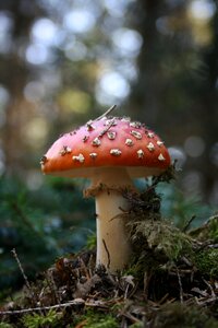 Nature autumn toxic