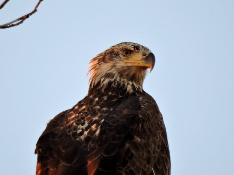 Maturing Bald eagle at Eastern Neck National Wildlife Refuge