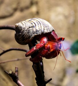 Crab crustacean eyes photo