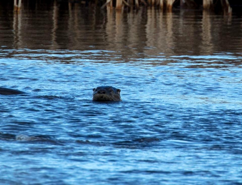 Otter