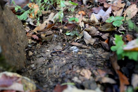 Red-backed salamander