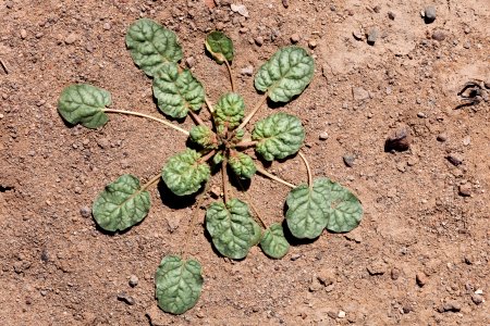Eriogonum trichopes