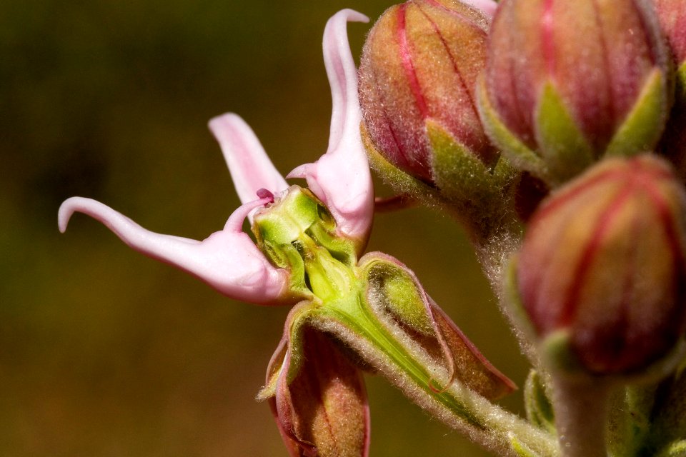 Asclepias speciosa