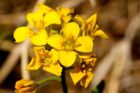 Physaria gordonii