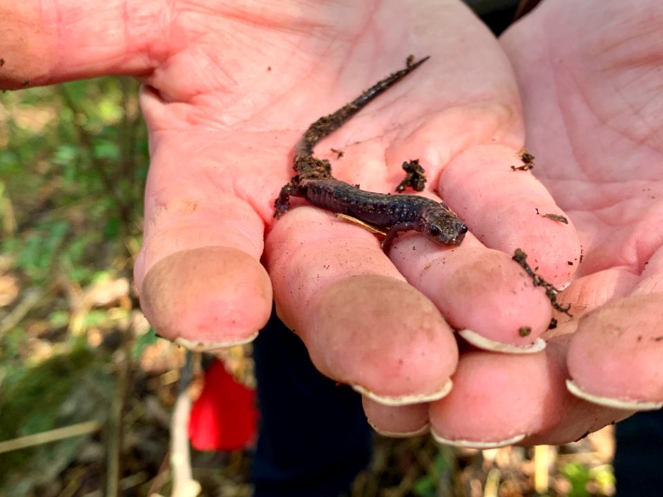 Peaks of Otter salamander