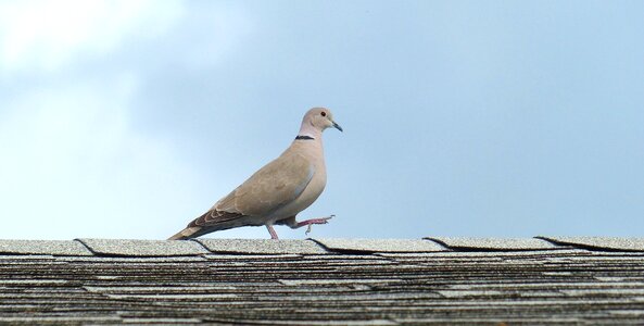 Feathers dove wildlife photo