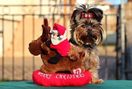 Christmas dog game