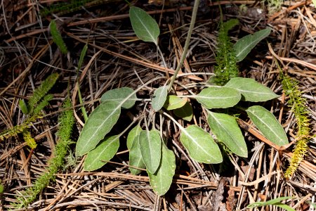 Eriogonum racemosum