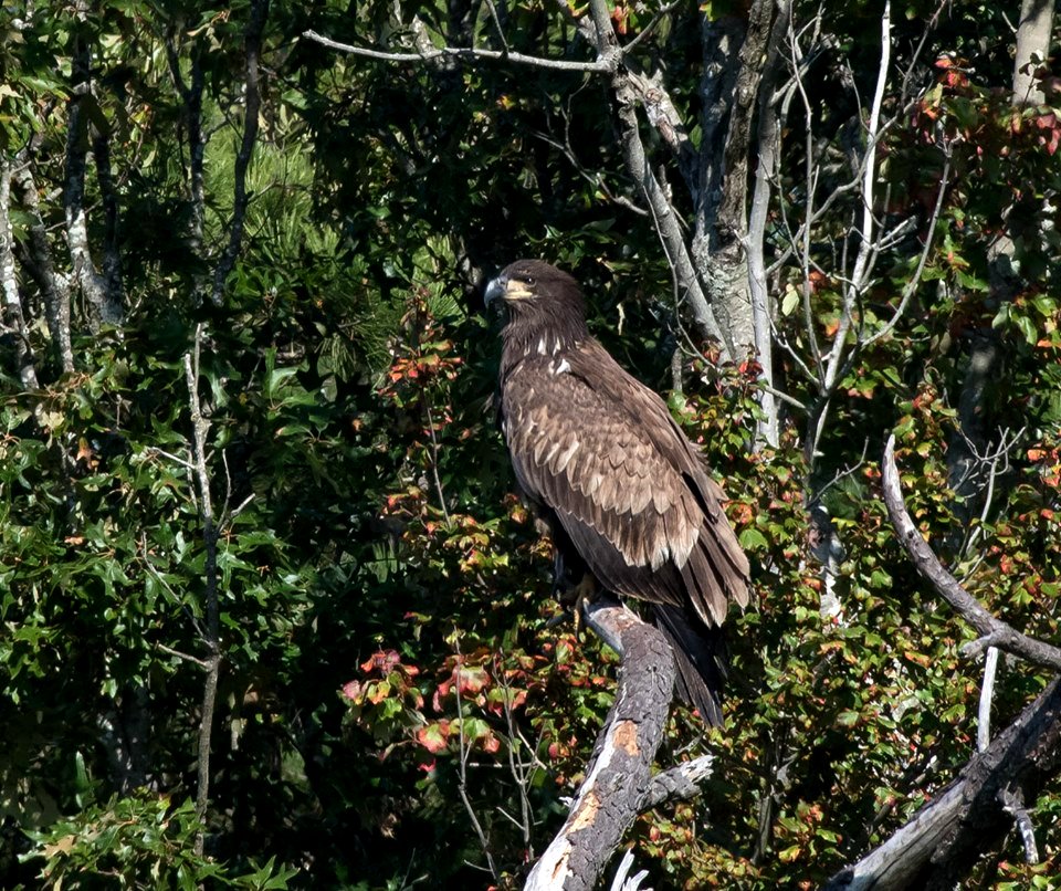 Immature bald eagle Edwin B. Forsythe National Wildlife Refuge