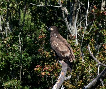 Immature bald eagle Edwin B. Forsythe National Wildlife Refuge