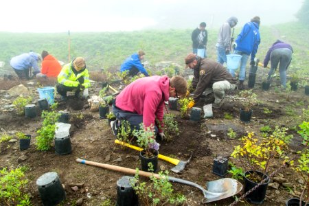 Volunteer Group Planting at Logan Pass 26