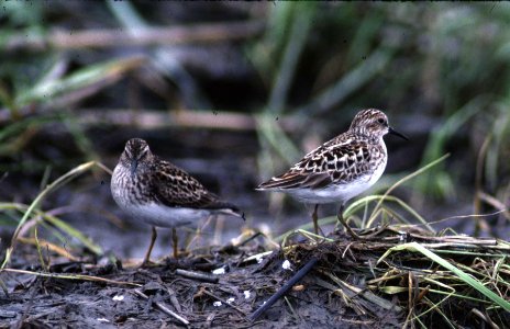 Least Sandpipers photo