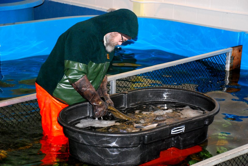 Coley puting ATS to sleep for spawning