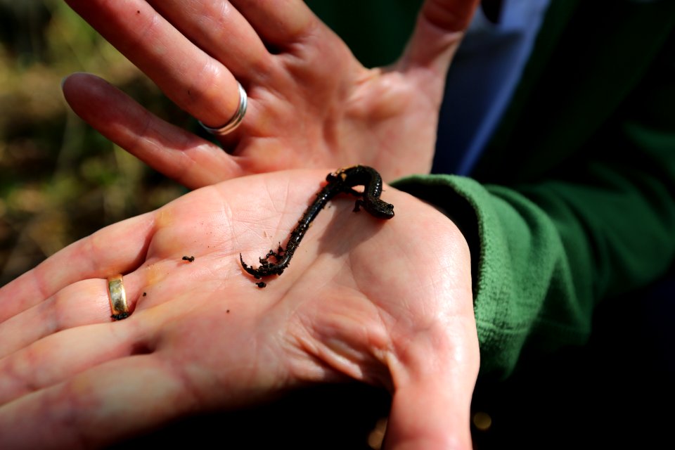 Peaks of Otter salamander