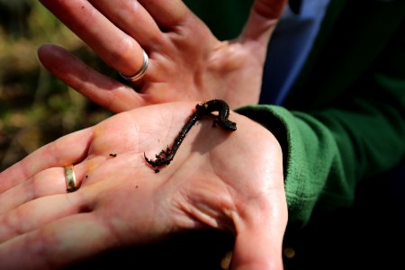 Peaks of Otter salamander