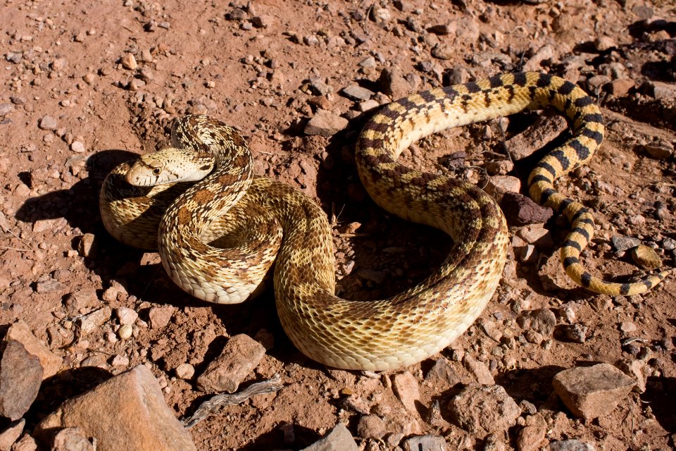 Pituophis catenifer affinis