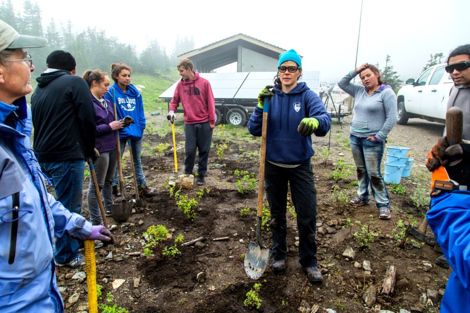 Volunteer Group Planting at Logan Pass 34