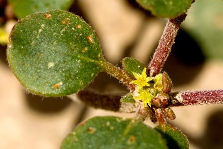 Eriogonum divaricatum