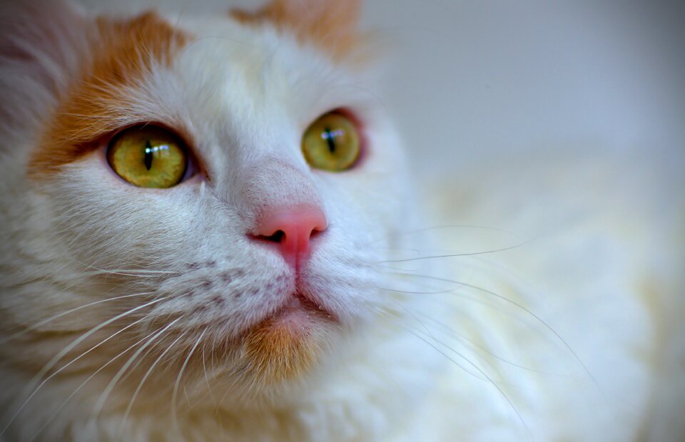 Pets cat face white cat