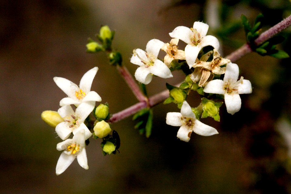 Hedyotis intricata