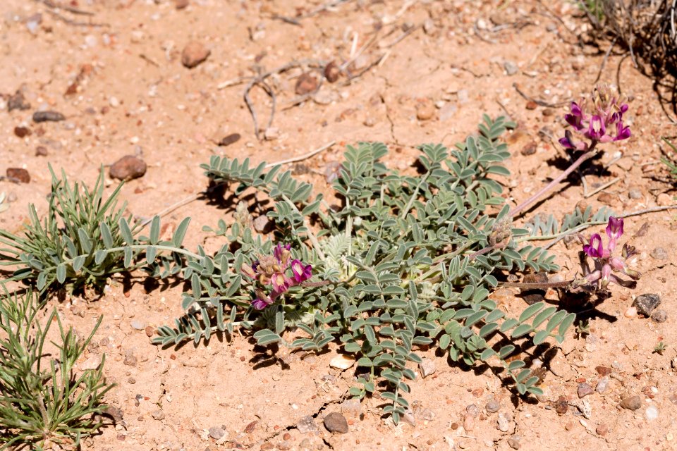 Astragalus tephrodes var. tephrodes