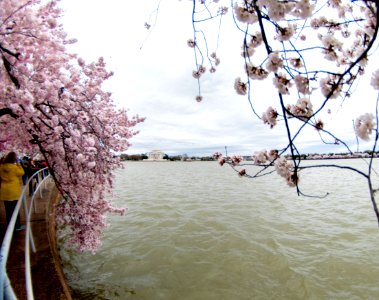 CherryBlossomDC2019-37.jpg