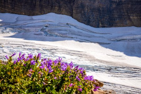 Grinnell Glacier framed by Penstemon Flowers photo