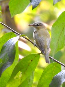 Red-eyed vireo at Ohio River Islands National Wildlife Refuge photo