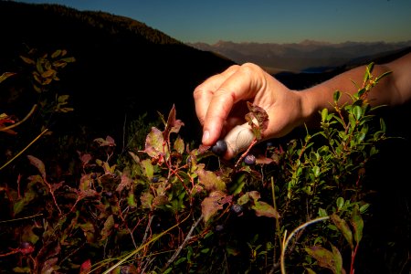 Picking Huckleberries