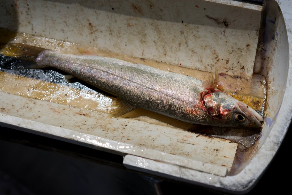 Quartz Lake Fish Project 13