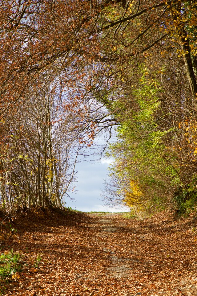 Forest path autumn fall leaves