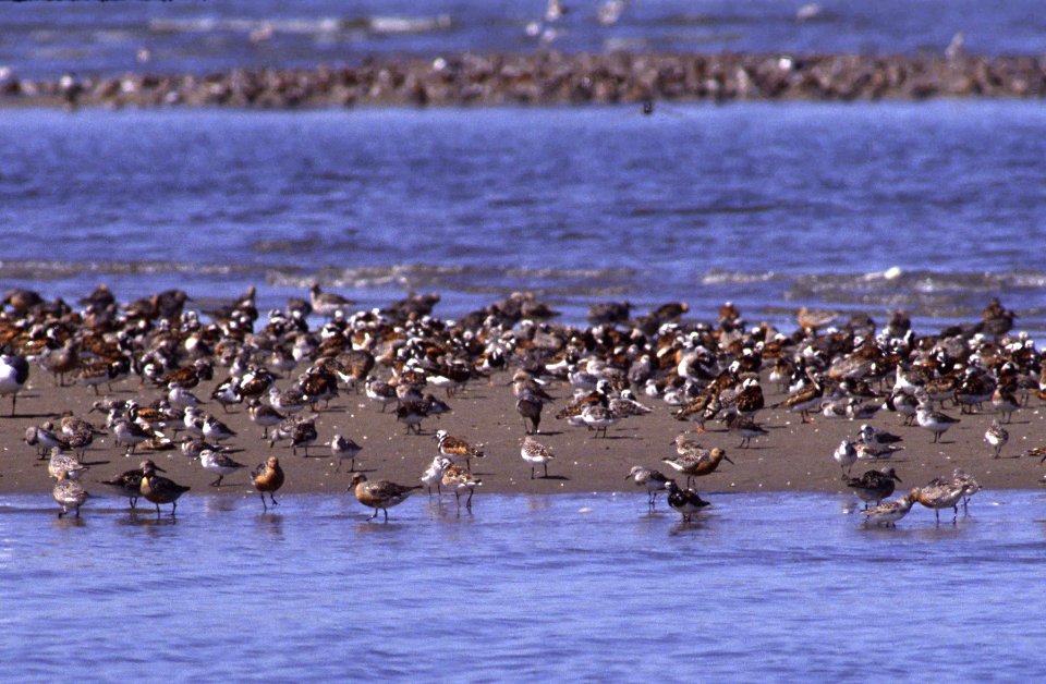 6. Celebrating 50 years of the Land and Water Conservation Fund: Cape May National Wildlife Refuge, NJ