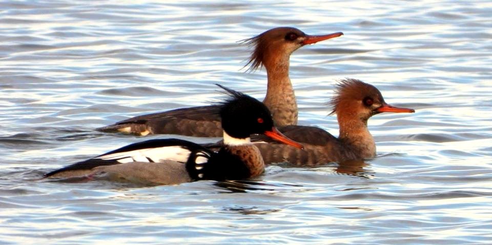 Red-breasted Merganser photo