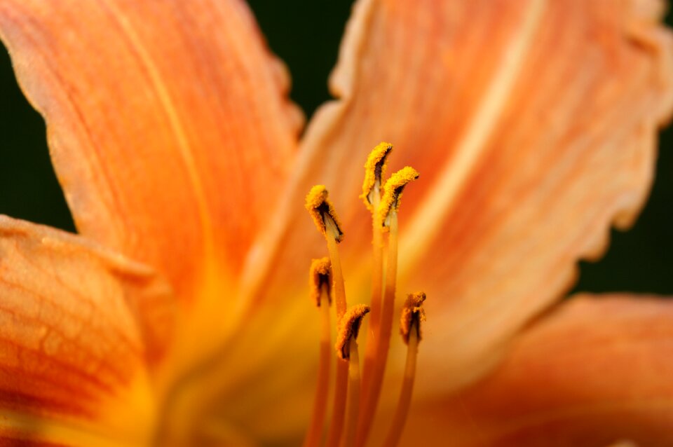 Flower nectar a flower from the inside macro flower close up