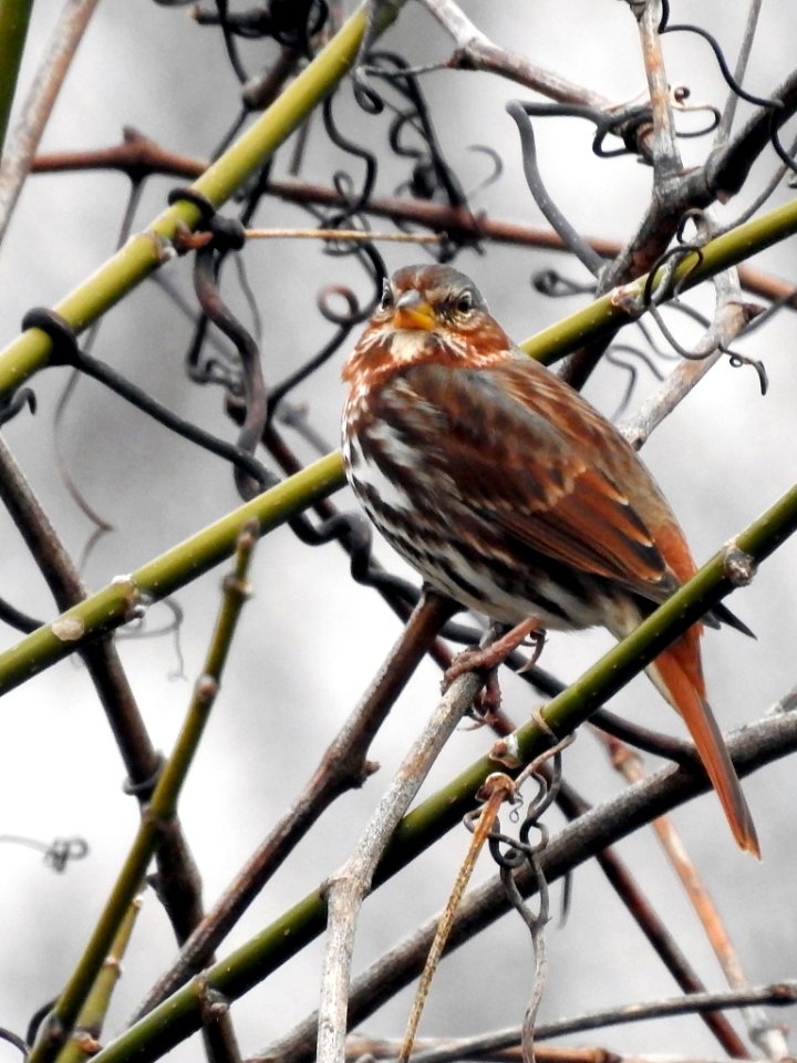 Fox Sparrow