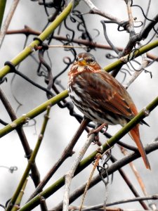Fox Sparrow