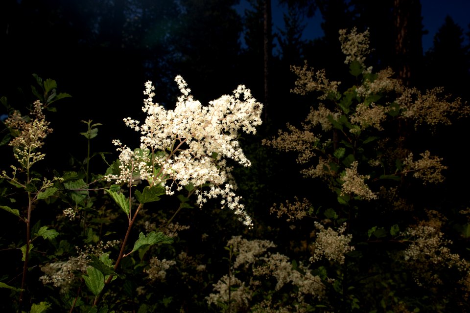 Cream-bush Oceanspray (Holodiscus discolor)